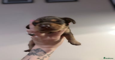 Mixed Breed dogs - Advert 1