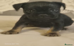 Mixed Breed dogs for sale: 4 french bulldog x boarder terror girls  - Image 14
