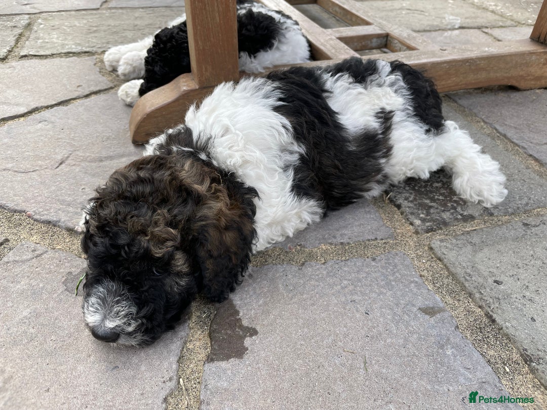Standard Poodle dogs for sale: Standard Poodle x St Berdoodle  - Image 30