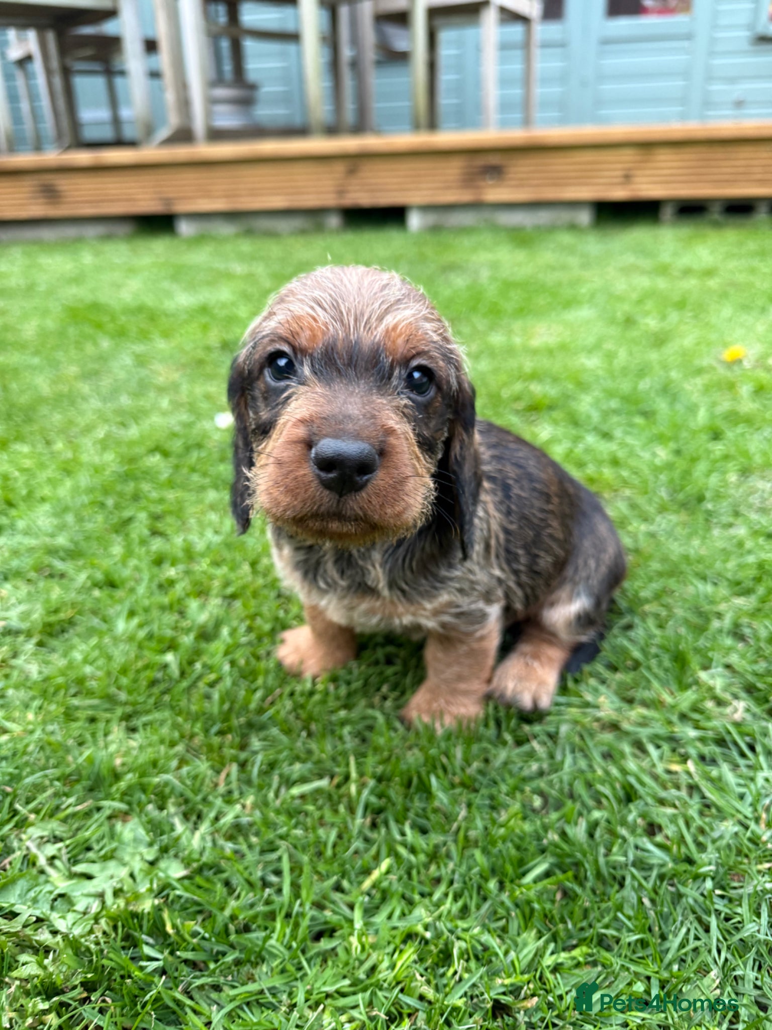 Mixed Breed dogs STANDARD WIREHAIRED DACHSHUND PUPPIES - Advert 1