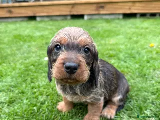 Mixed Breed dogs STANDARD WIREHAIRED DACHSHUND PUPPIES - Advert 1