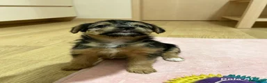 Jack Russell 3