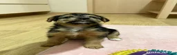 Jack Russell dogs for sale: Jack Russell puppies  - Advert 2