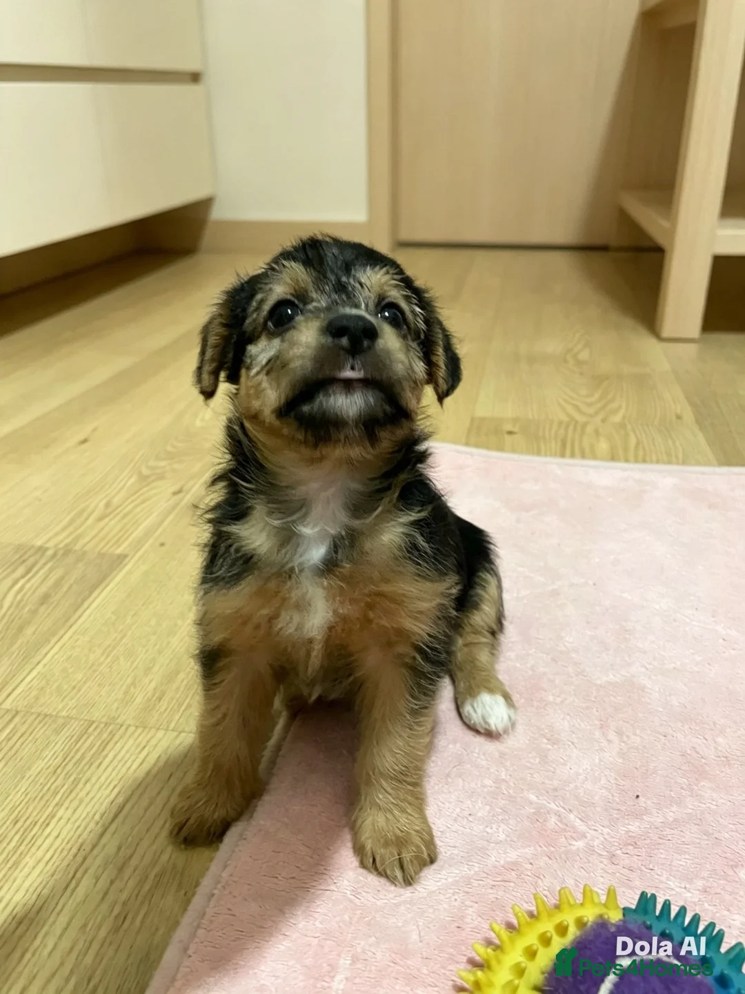 Jack Russell dogs for sale: Jack Russell puppies  - Advert 2
