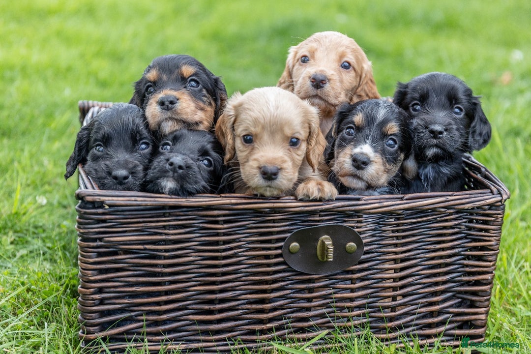 Cocker Spaniel dogs for sale: KC Reg’d Cocker Spaniel Puppies - Image 18