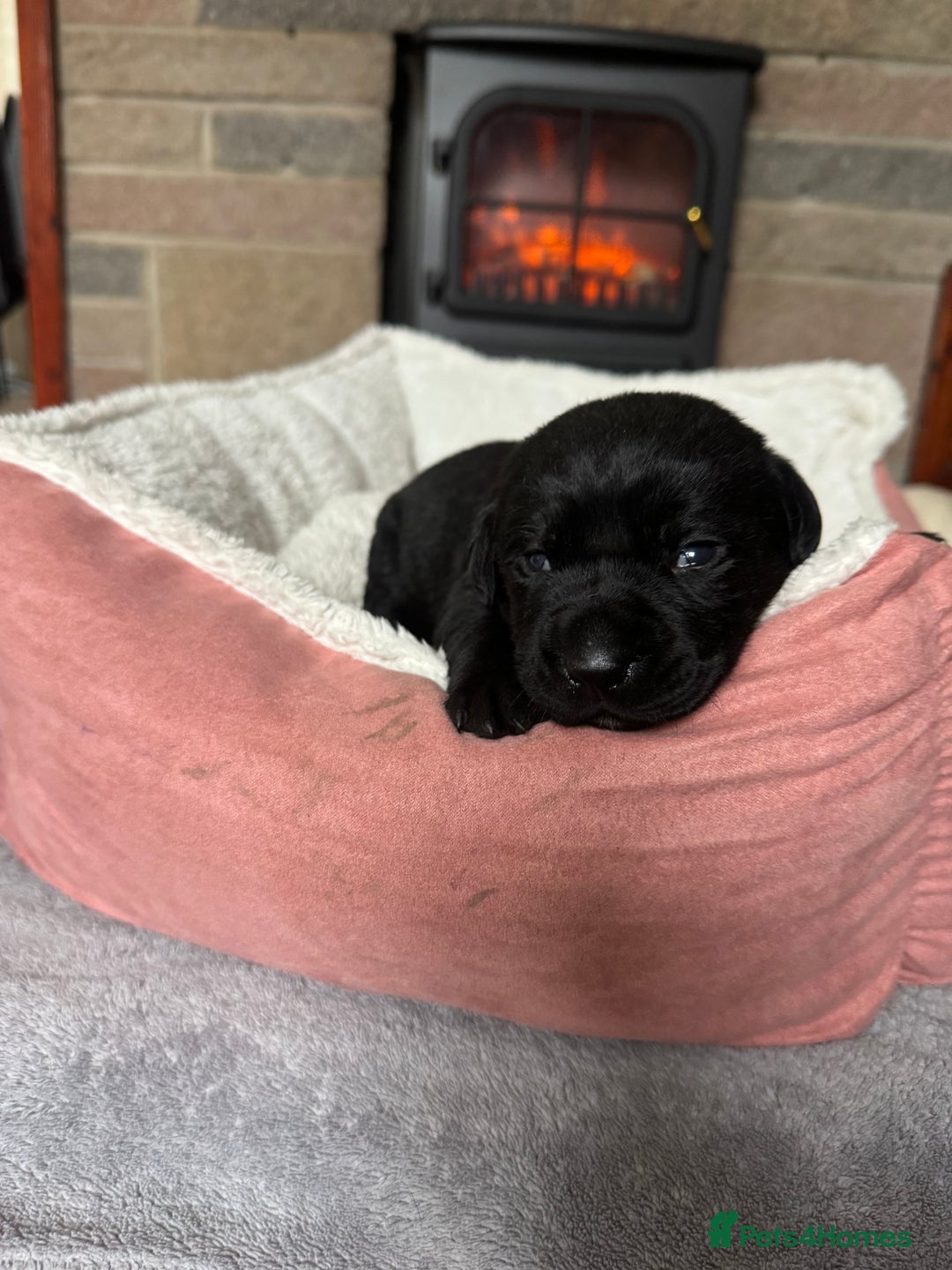 Labrador Retriever dogs for sale: Lablador retriever puppy’s  - Image 7