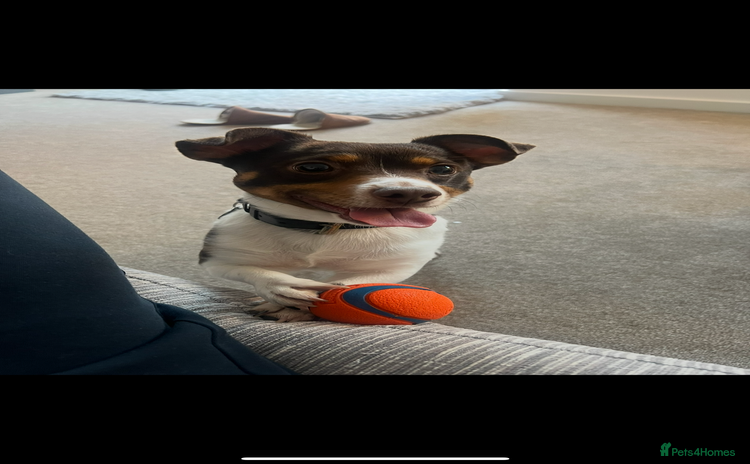 Jack Russell dogs - Advert 1