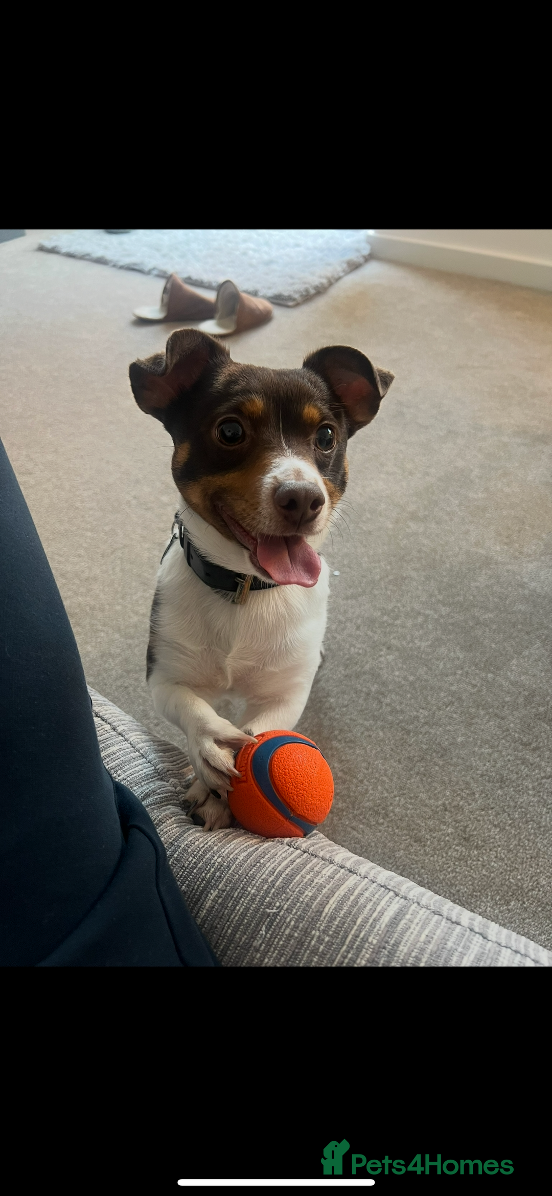 Jack Russell dogs for stud: Rudy for Stud - Image 1