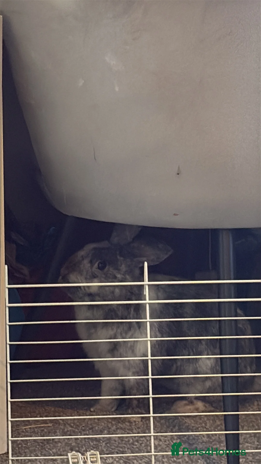 Mixed Breed rabbits for sale: Male rabbit for sale in Manchester - Advert 2