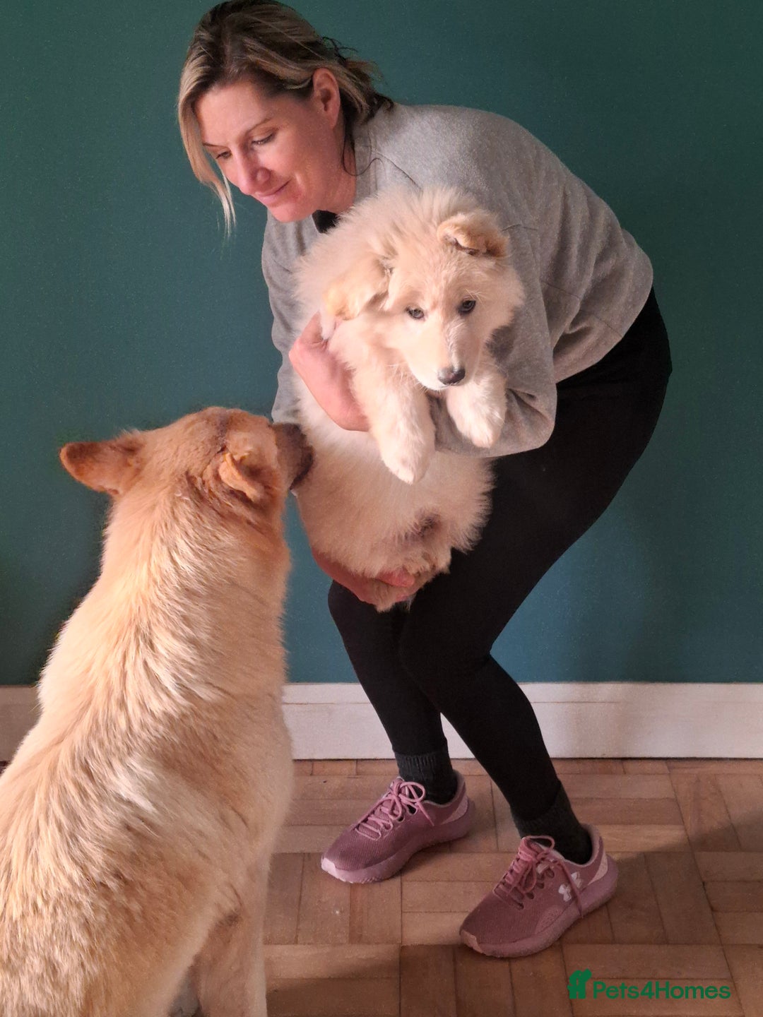 German Shepherd dogs for sale: White German Shepherd - Advert 4