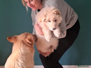 German Shepherd dogs White German Shepherd - Advert 2