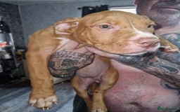 Mixed Breed dogs for sale: Presa/American Johnson bulldog - Image 15