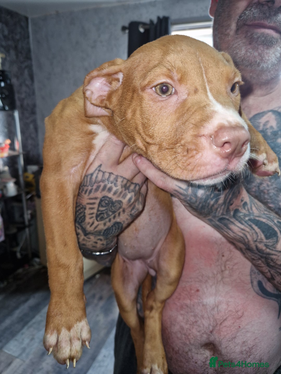 Mixed Breed dogs for sale: Presa/American Johnson bulldog - Image 15