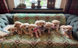 Golden Retriever dogs for sale: ❤️ Superb Litter of Golden Retriever Puppies ❤️ - Image 32