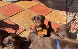 Dobermann dogs for sale: Doberman Puppies For Sale  - Image 7
