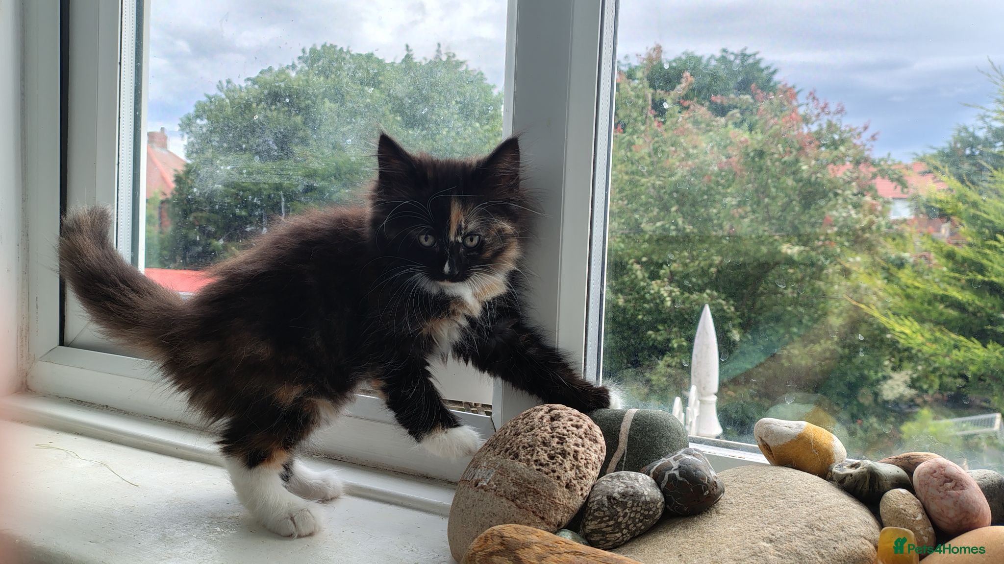 Norwegian Forest Cat cats Beautiful pedigree Norwegian Forest kittens  - Advert 19