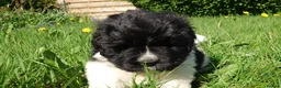 Newfoundland dogs for sale: Beautiful RKC registered Newfoundland Puppies - Advert 22