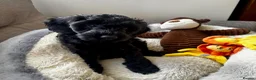 Cockapoo dogs for sale: RESERVED: Beautiful black Cockapoo boy - Advert 4