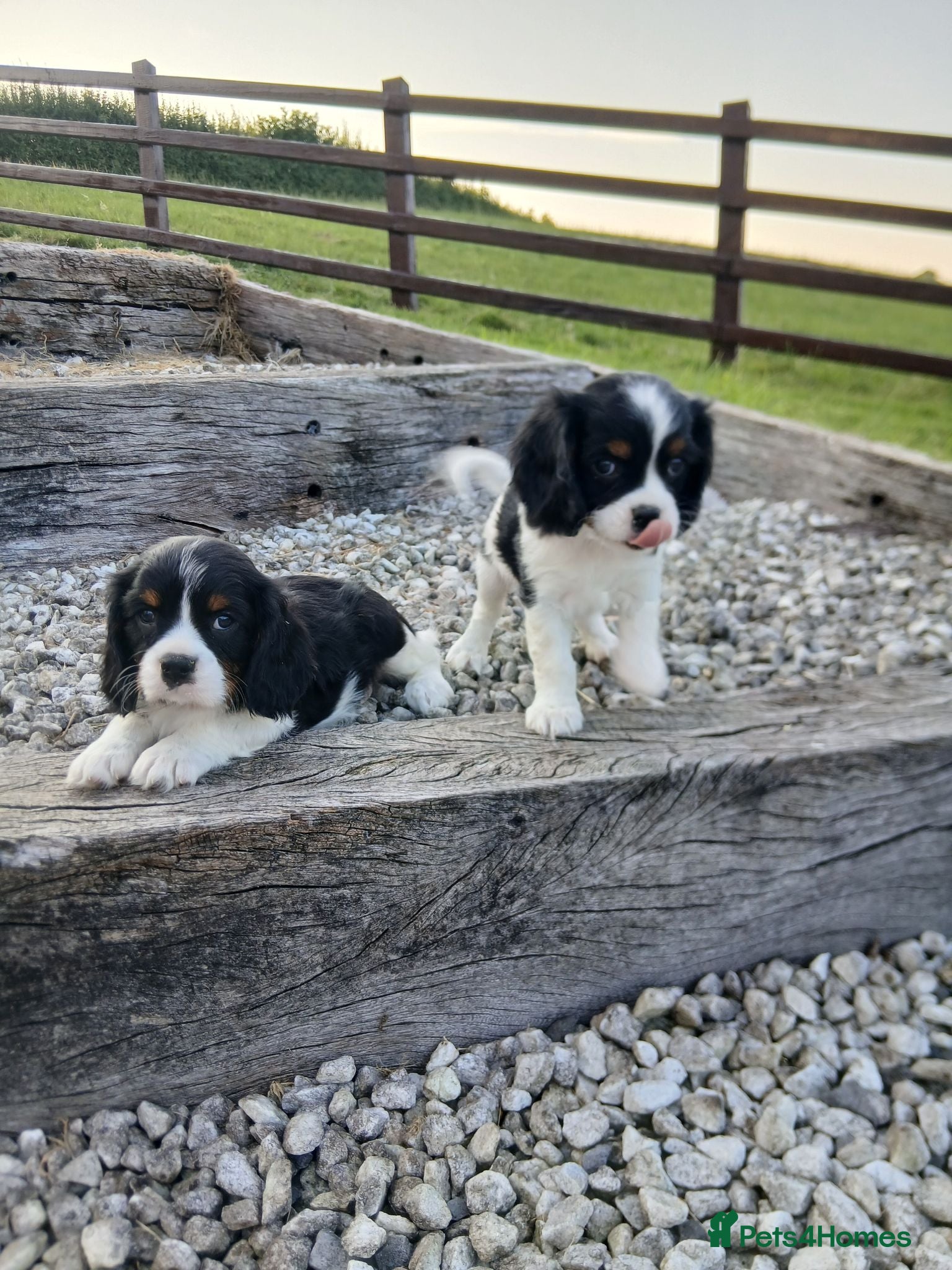 Cavalier King Charles Spaniel dogs Beautiful tri puppies - Advert 1