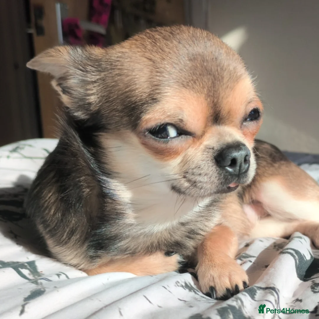 Chihuahua dogs for stud: Very small Chihuahua available for Stud in Edinburgh - Advert 2