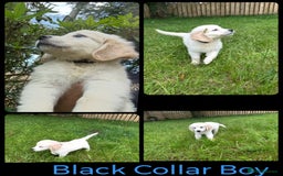 Golden Retriever dogs for sale: KC Registered Golden Retriever Puppies  - Image 8