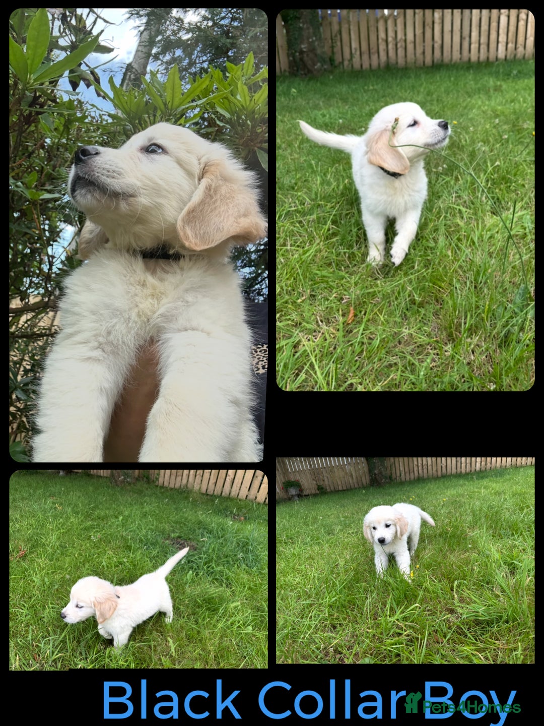Golden Retriever dogs for sale: KC Registered Golden Retriever Puppies  - Image 8