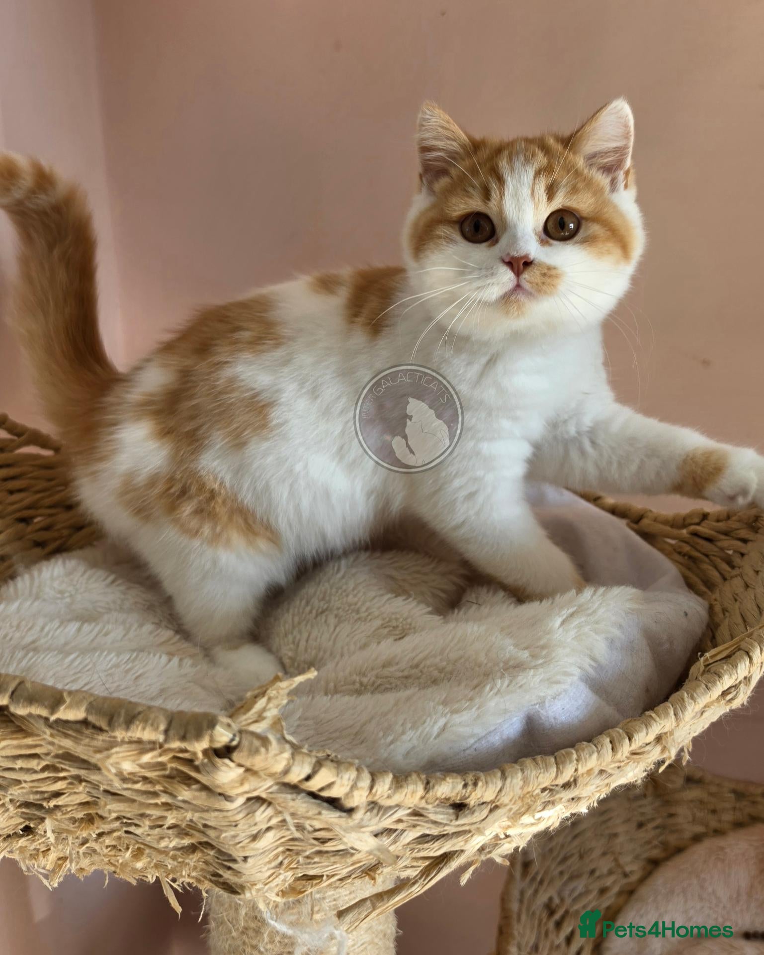 British Shorthair cats GCCF chunky British shorthair kittens - Advert 2
