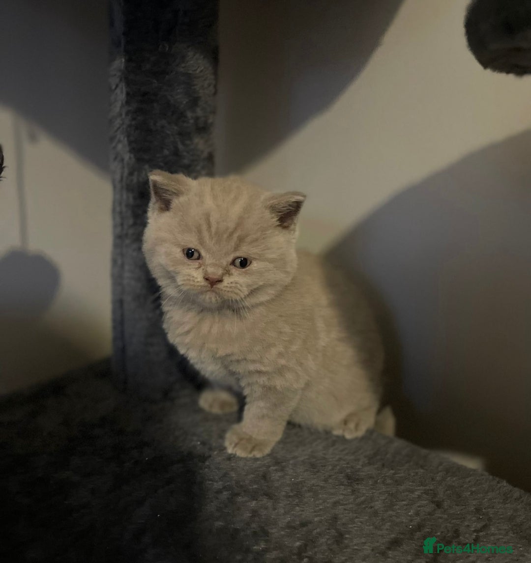 British Shorthair cats for sale: Champion line lilac British shorthair kittens - Advert 3
