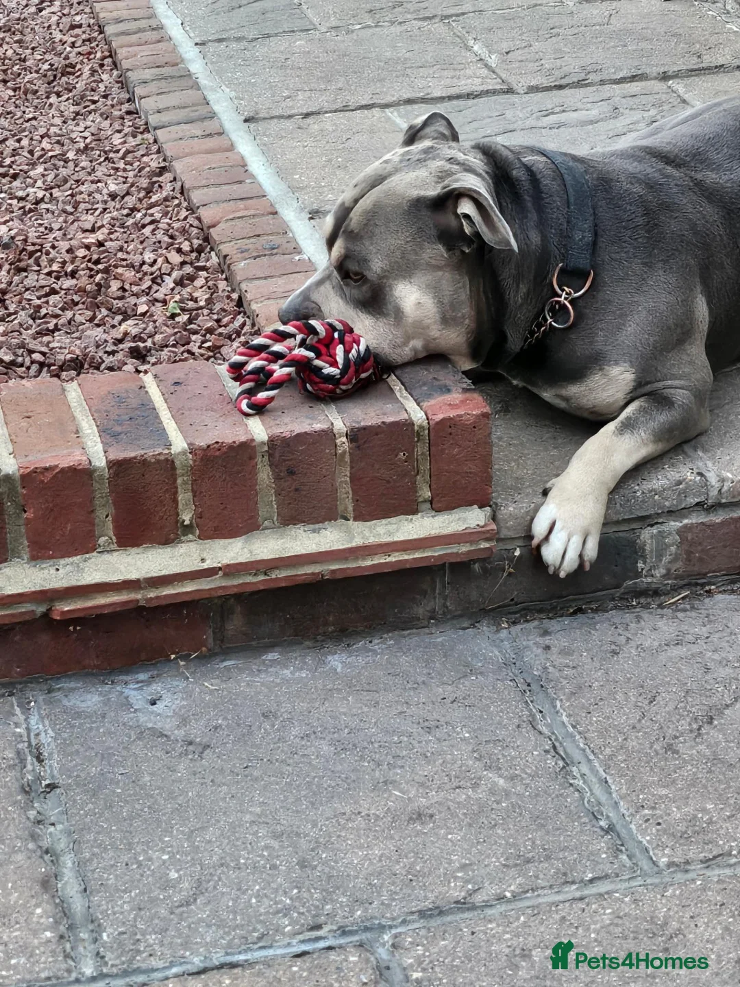 American Bully dogs for stud: Boycie in Maldon - Advert 3