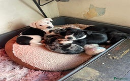 Mixed Breed dogs for sale: Aussie shepherd/staffy - Image 1