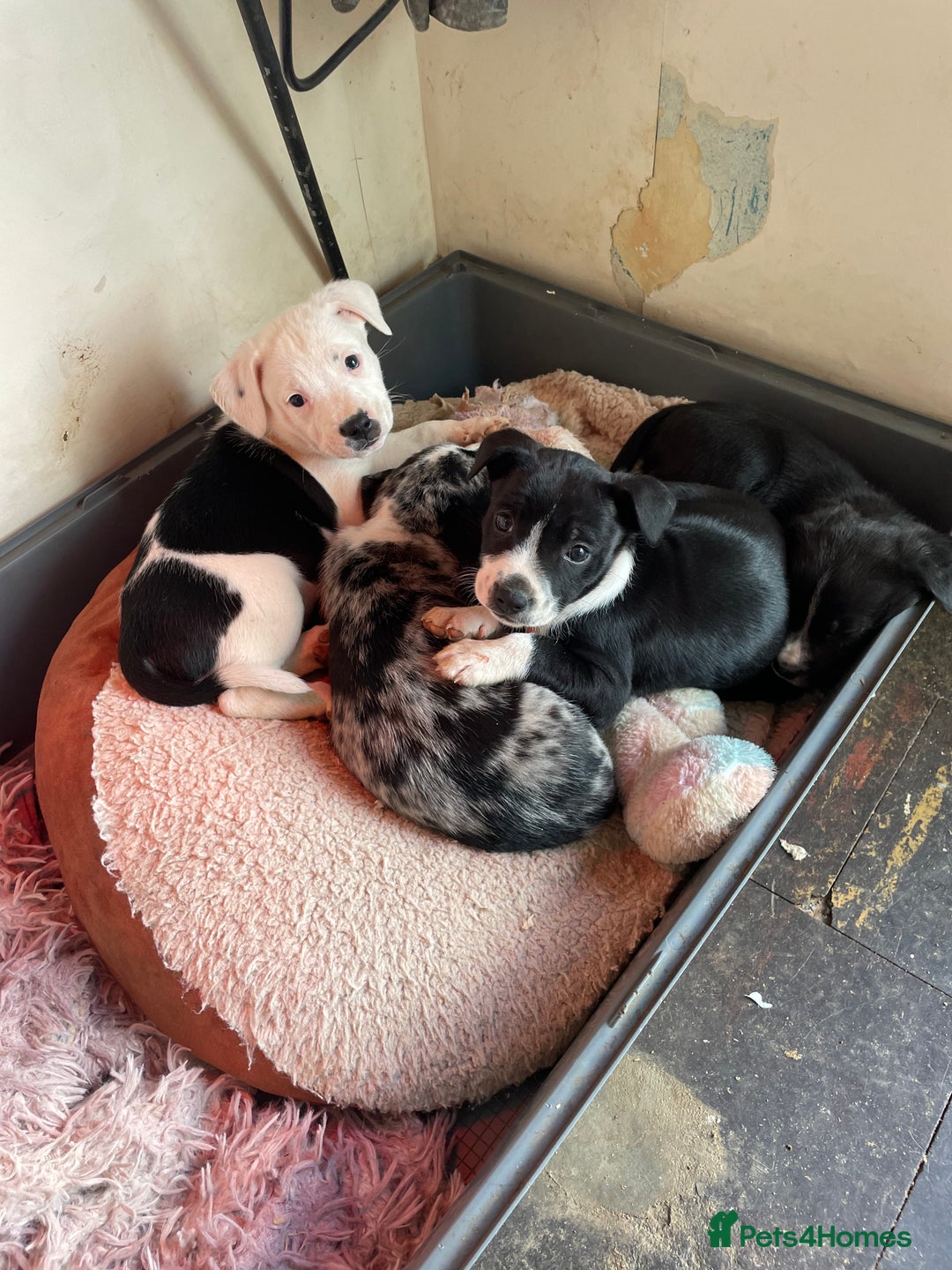 Mixed Breed dogs for sale: Aussie shepherd/staffy - Image 1