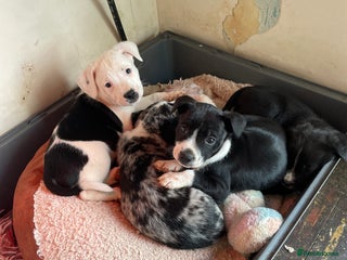 Mixed Breed dogs - Advert 12