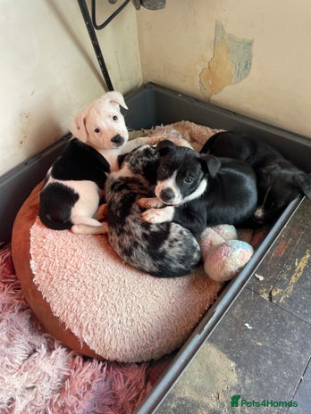 Mixed Breed dogs - Advert 7