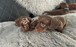 Miniature Dachshund dogs for sale: Miniature dash - Image 7