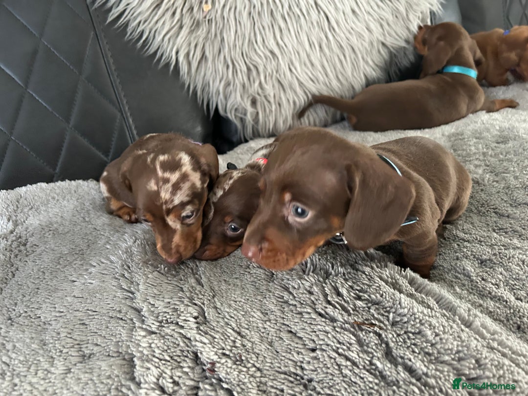 Miniature Dachshund dogs for sale: Miniature dash - Image 7