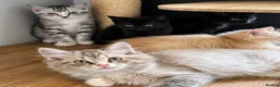 Ragdoll cats for sale: Ragdoll & Ragdoll cross kittens - Advert 3
