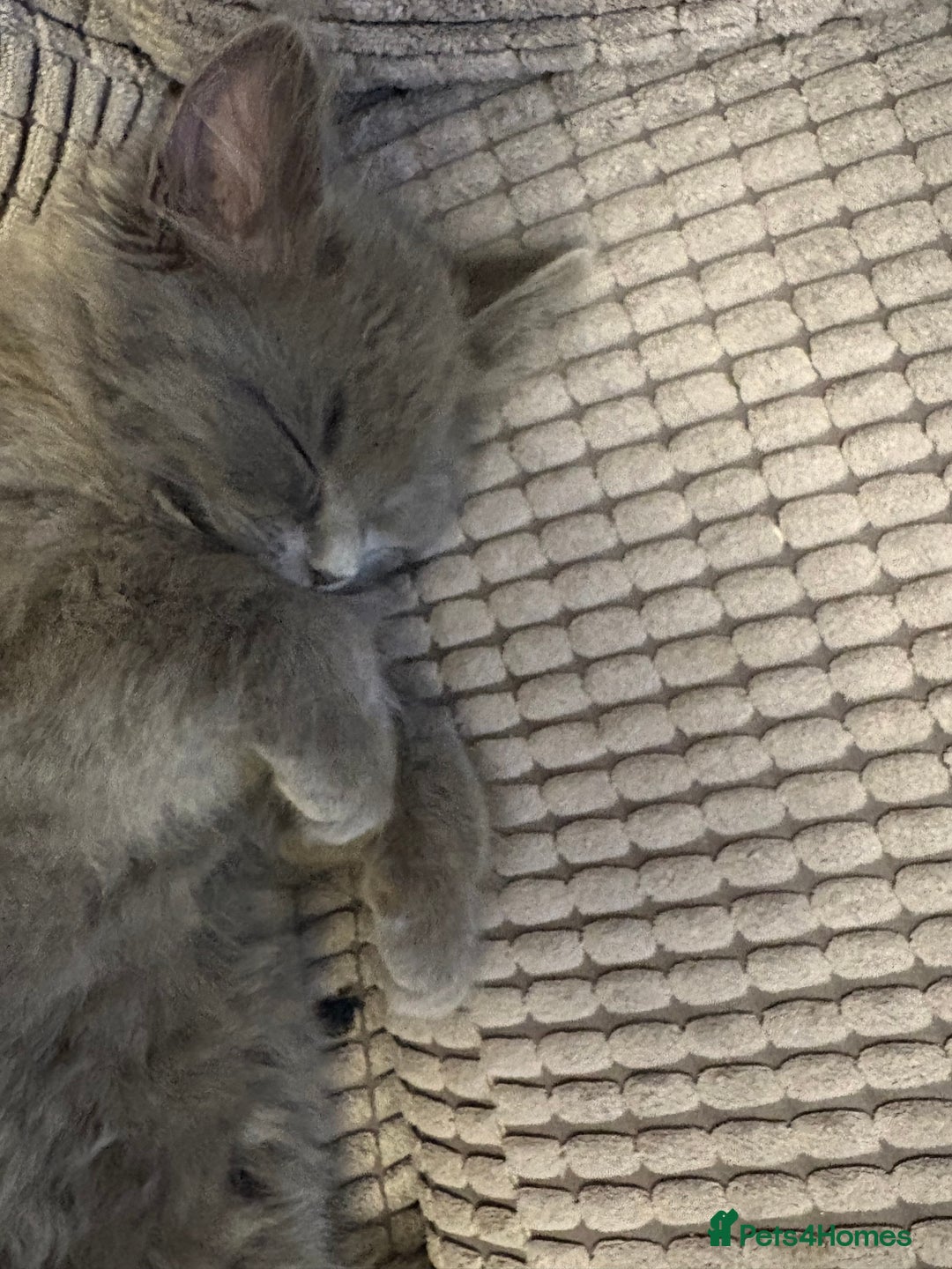 British Shorthair cats for sale: Pale grey female kitten  - Advert 6