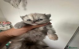 Persian cats for sale: STUNNING 2 Persian Femal Adorable Kittens! - Image 6