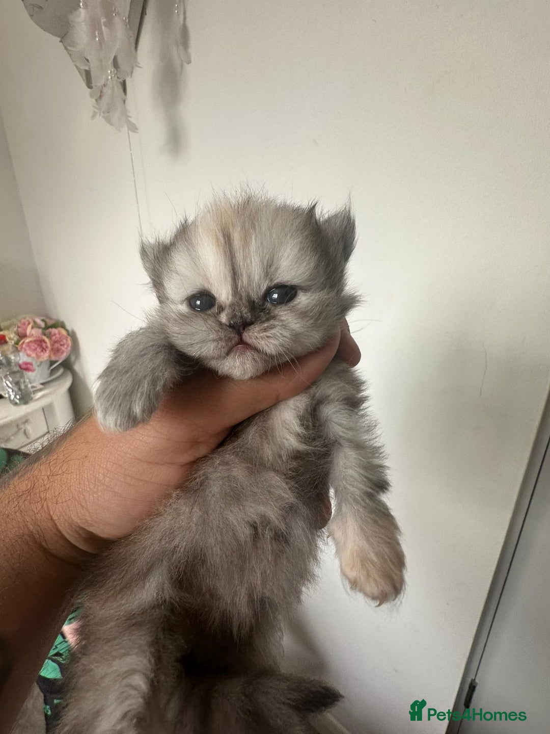 Persian cats for sale: STUNNING 2 Persian Femal Adorable Kittens! - Image 6