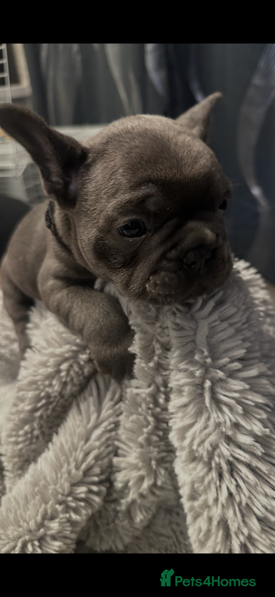 French Bulldog dogs for sale: Beautiful looking French bulldog puppies - Advert 9