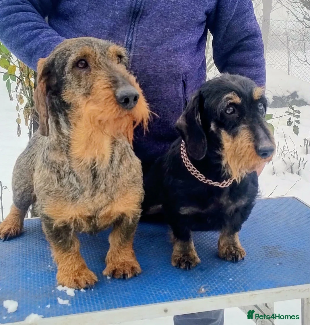 Dachshund dogs for sale: Standard Wirehaired Dachshund/Teckel Puppies in Grays - Advert 1