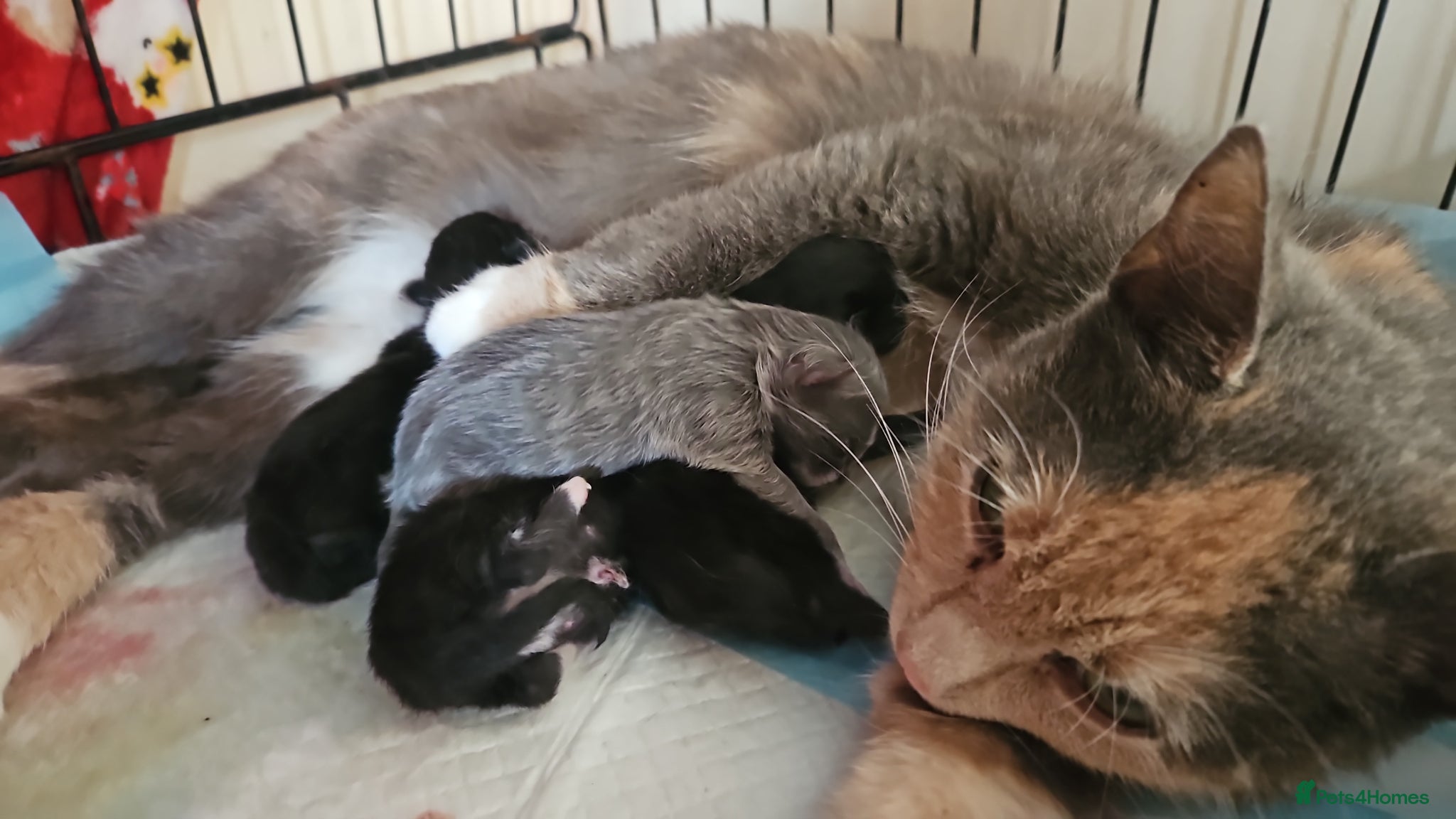 Domestic Shorthair cats Beutiful kittens available  - Advert 12