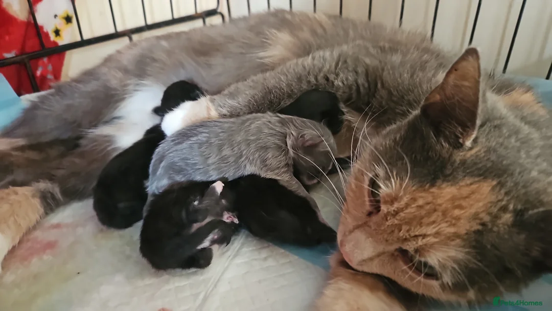 Domestic Shorthair cats for sale: Beutiful kittens available  - Advert 1