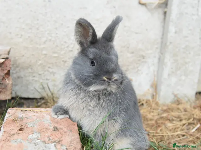 Angora rabbits for sale: ⭐️ Baby Netherland looking for new home ⭐️ - Advert 1