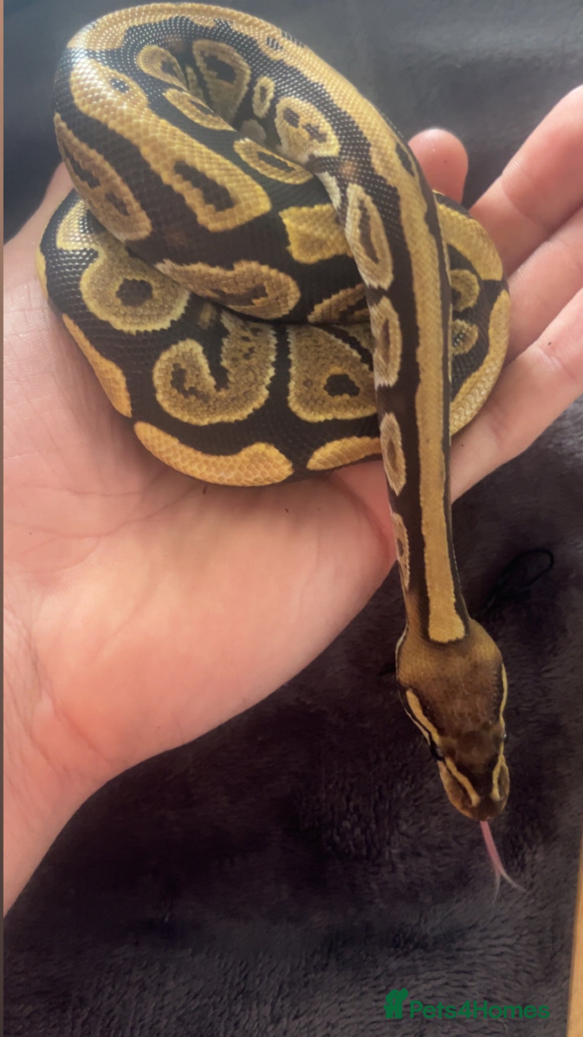 Python Snake reptiles Crypress honey Royal python 50% DH het hypo clown - Advert 1