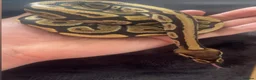Python Snake reptiles for sale: Crypress honey Royal python 50% DH het hypo clown in Bristol - Advert 1