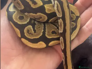 Python Snake reptiles Crypress honey Royal python 50% DH het hypo clown - Advert 1