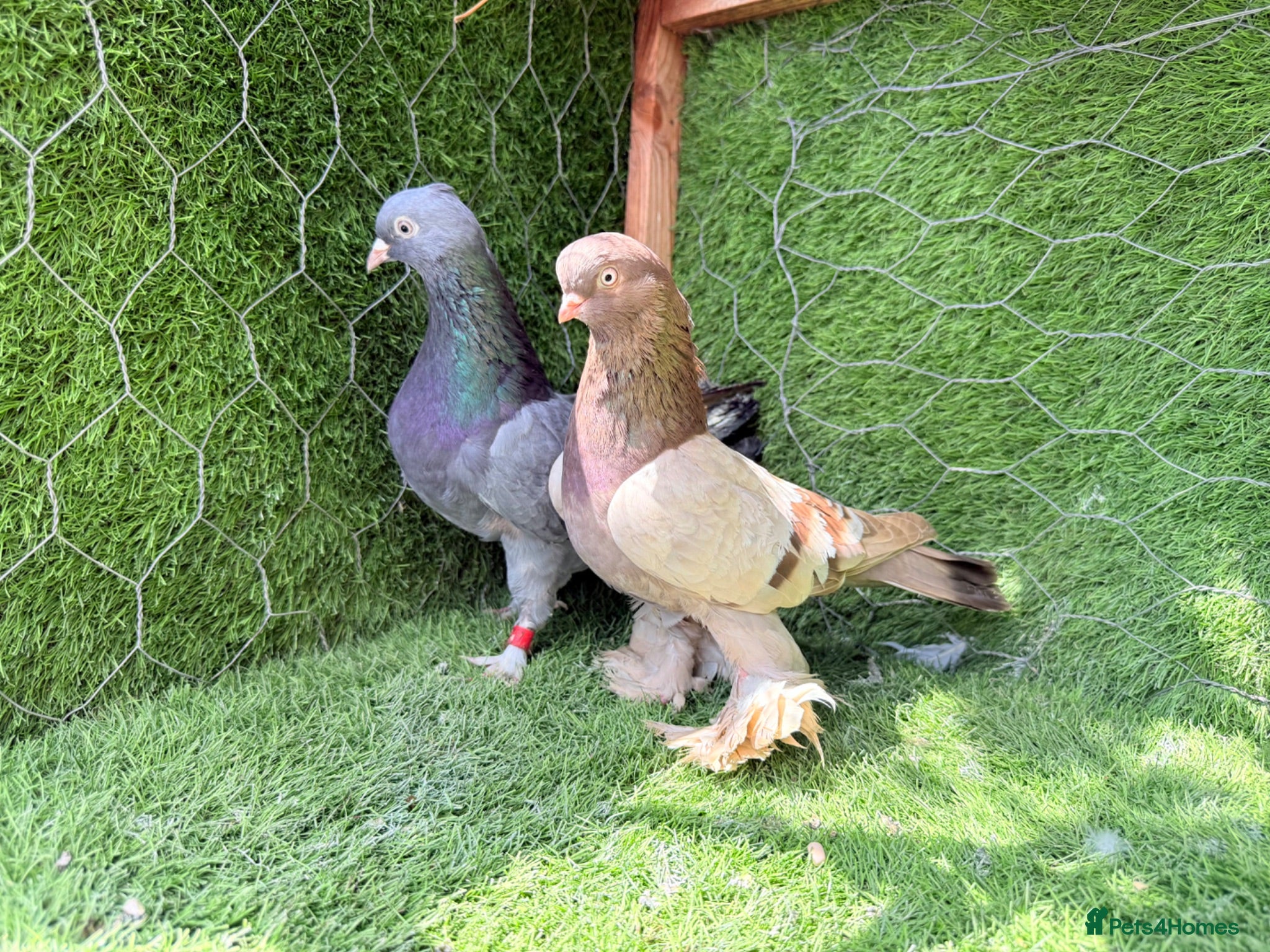 Pigeons birds Premium Breeding Pigeons Top Quality Pairs Availab - Advert 1