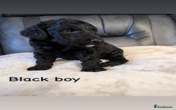 Labradoodle dogs for sale: Heal tested F1b miniature labradoodles - Image 6