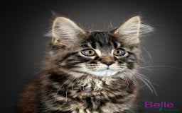 Maine Coon cats for sale: Purebred Maine Coon Kittens - Image 3